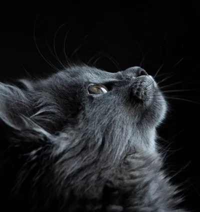 مجموعة صور حيوانات رائعة